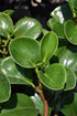 4" Peperomia plant photo