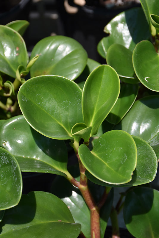 6" Peperomia