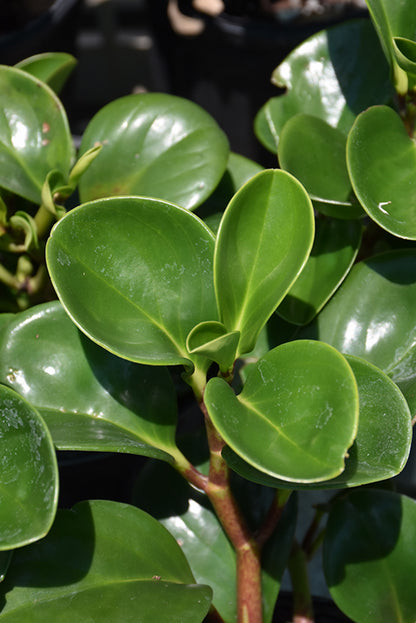6" Peperomia