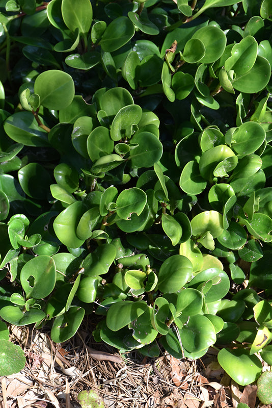 4" Peperomia