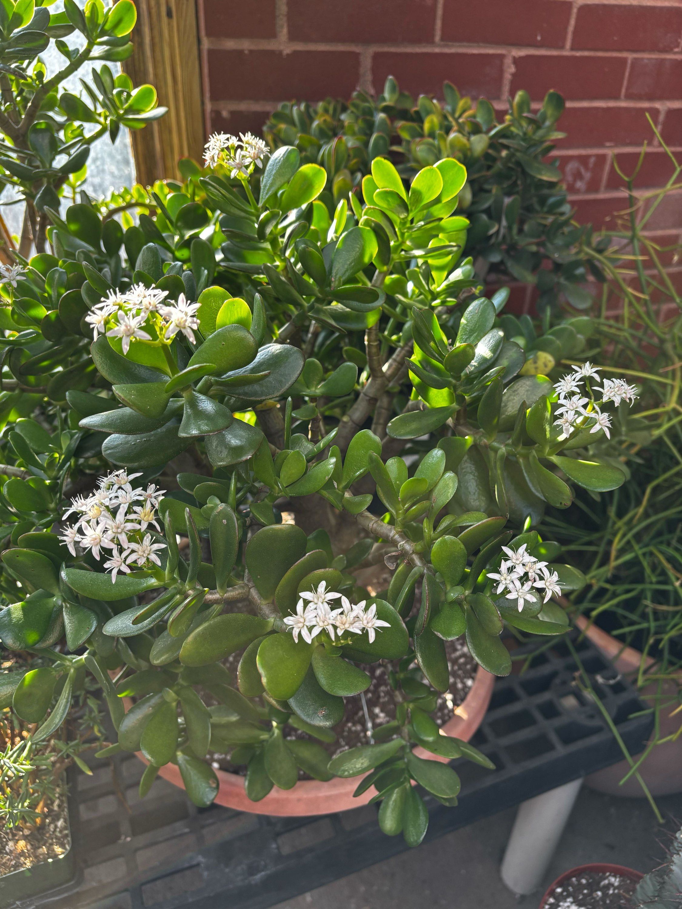 14" Jade Bonsai