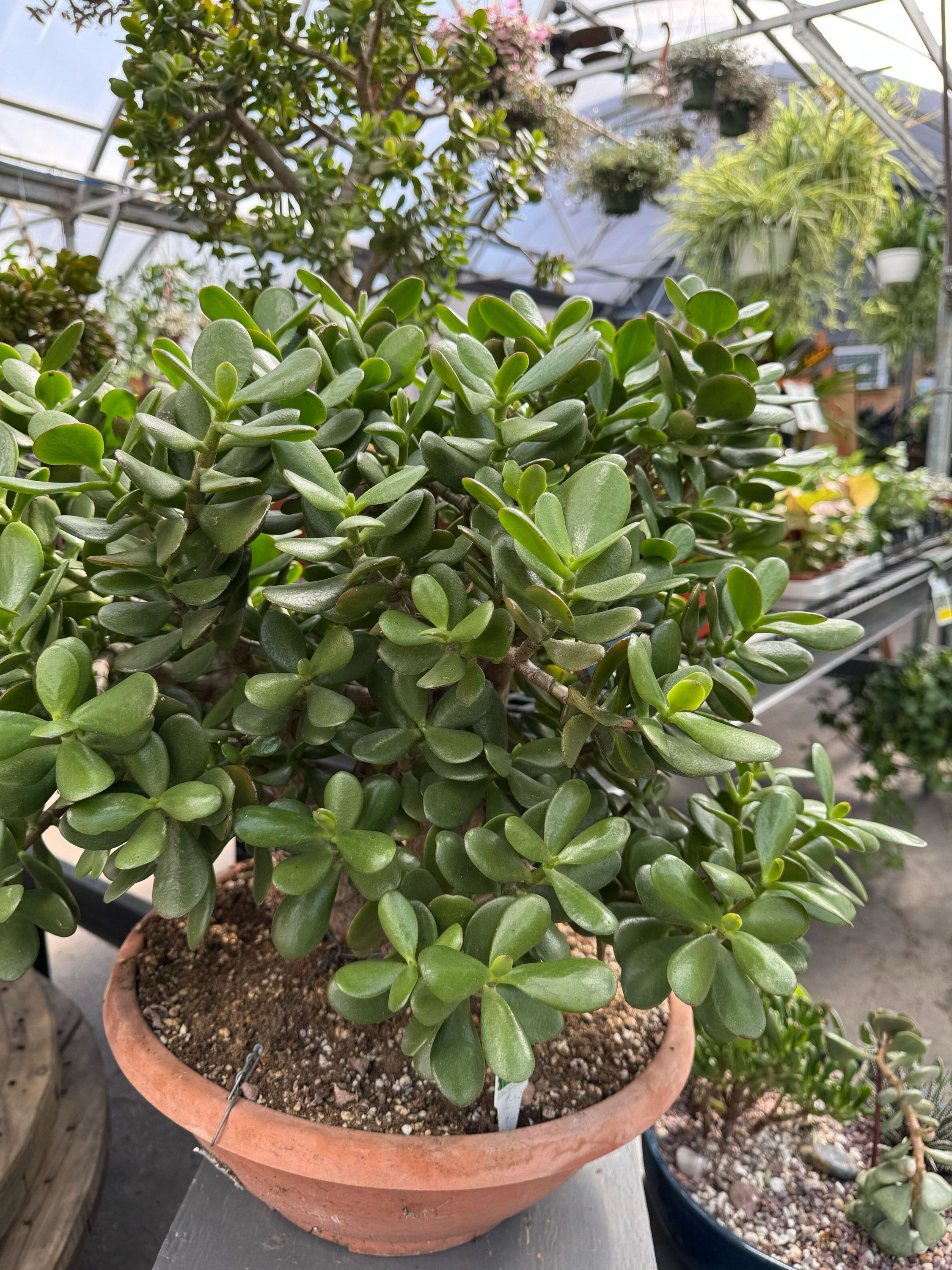 14" Jade Bonsai