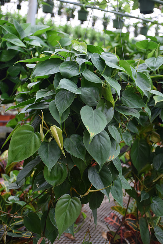 4" Pothos Jade