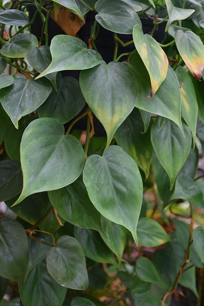 4" Pothos Jade