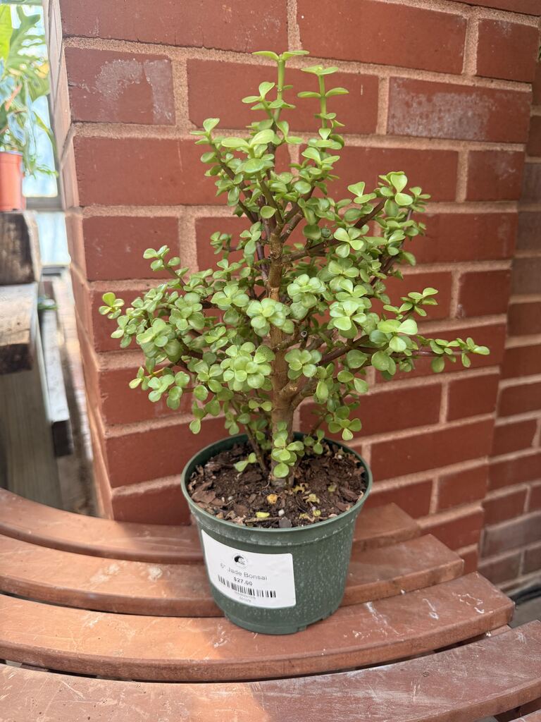 Jade Bonsai