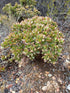 Jade Sunset plant photo