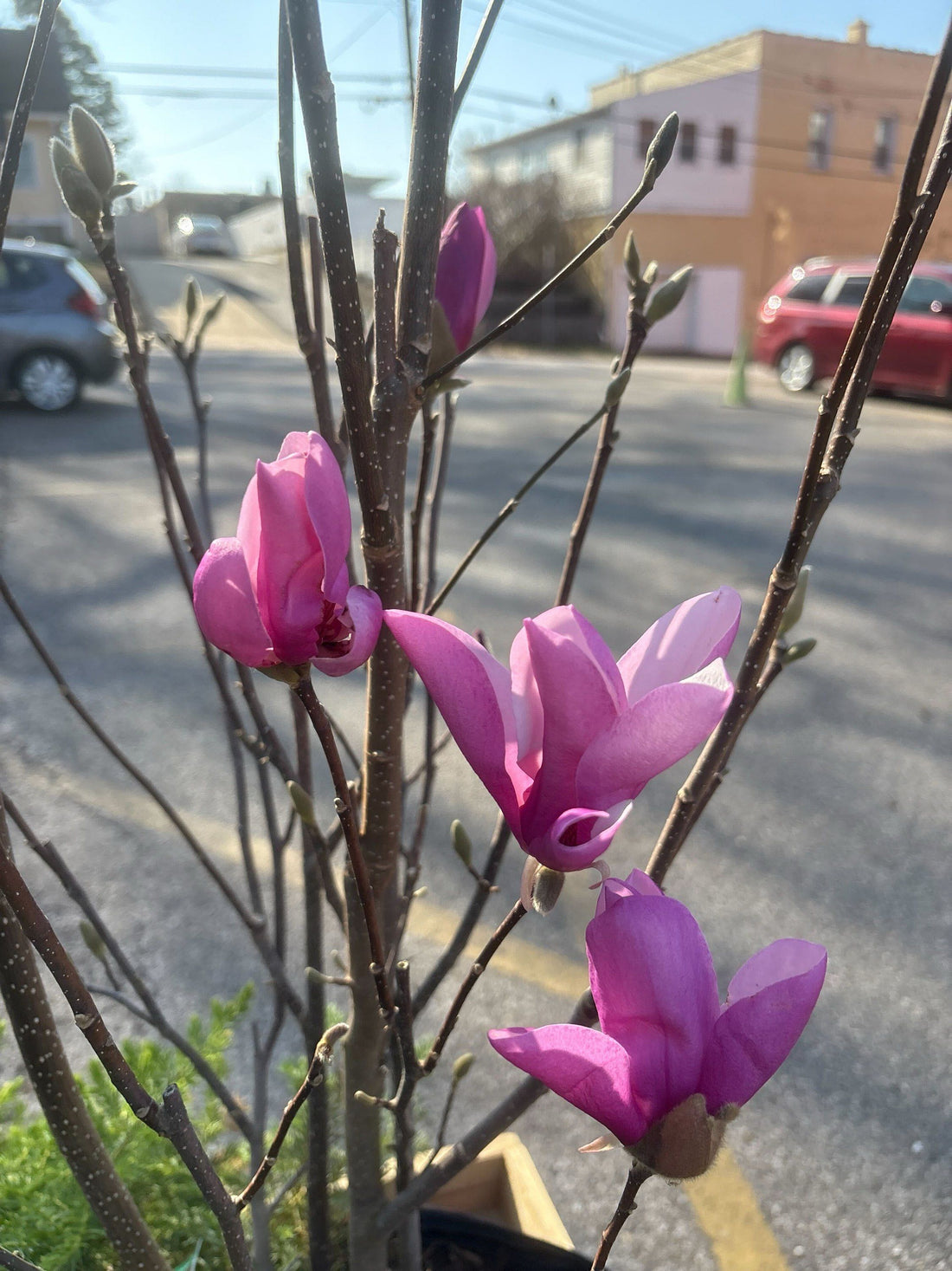 Magnolia &