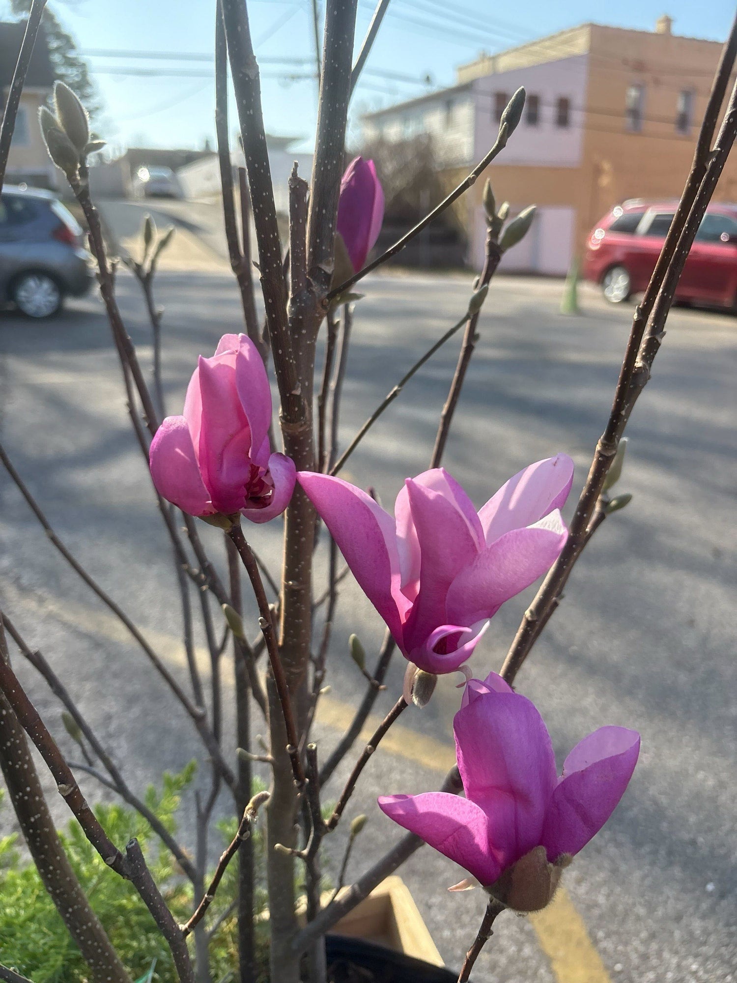 Magnolia &