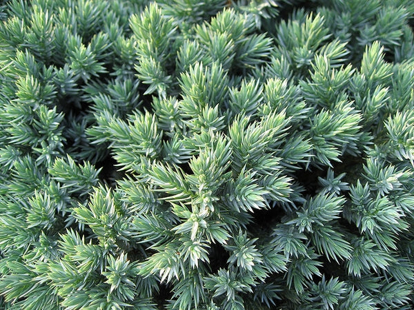 Juniper &