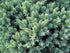 Juniper &