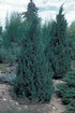Juniper ‘Iowa’ 