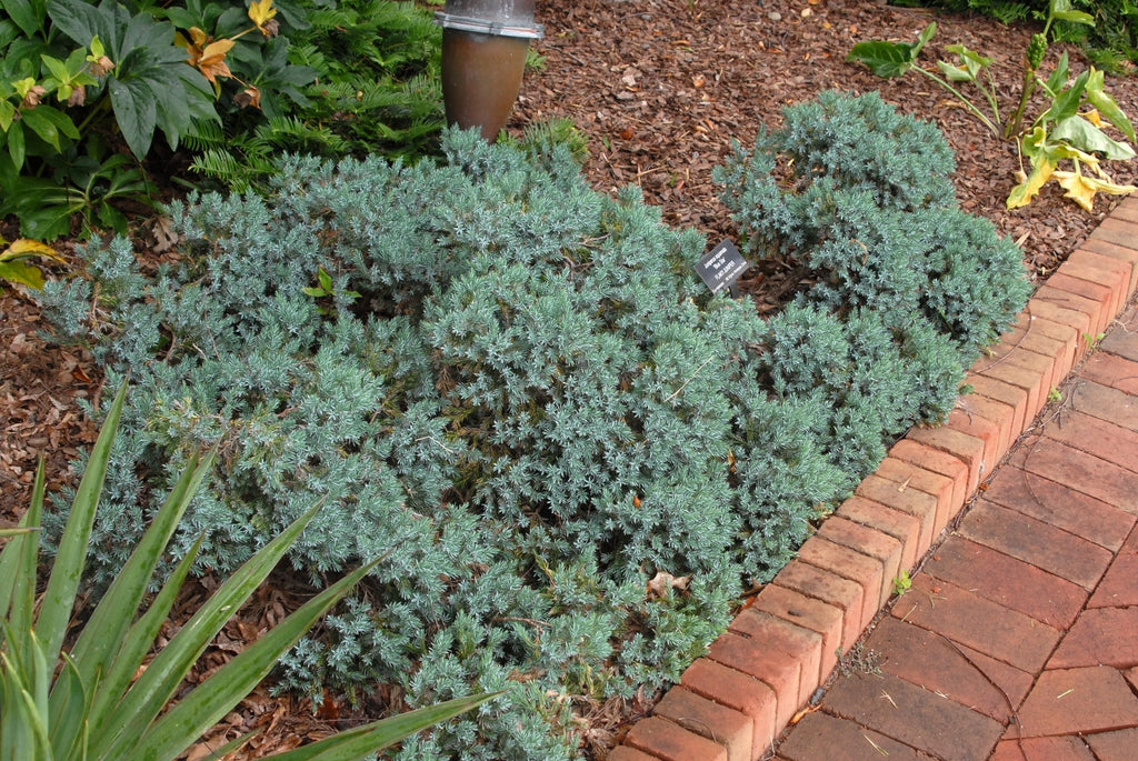 Juniper &