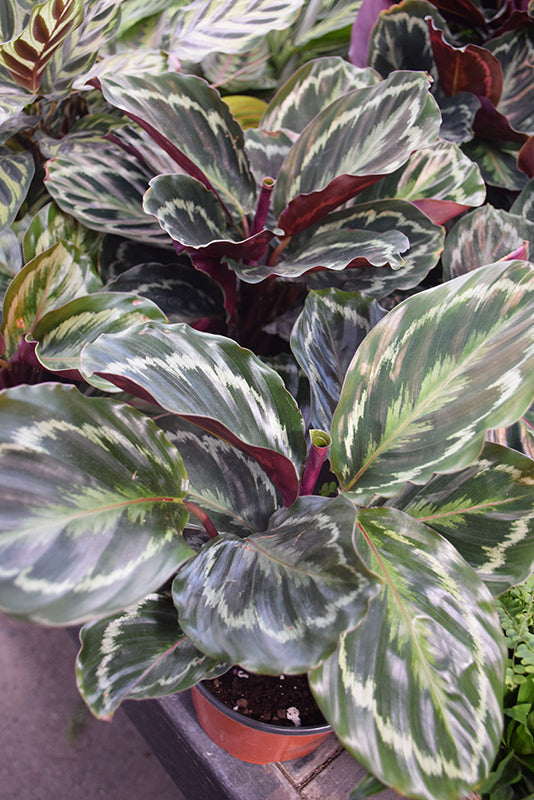 6" Calathea Medallion plant photo