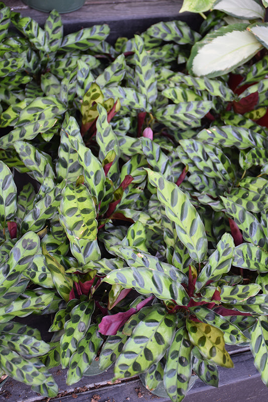 4" Calathea Lancifolia