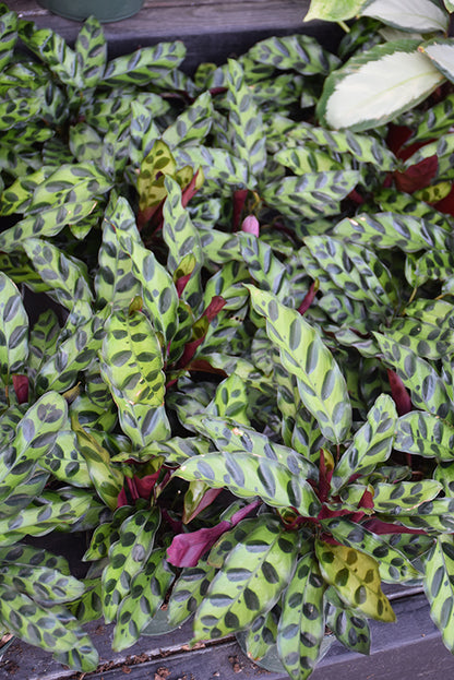 4" Calathea Lancifolia