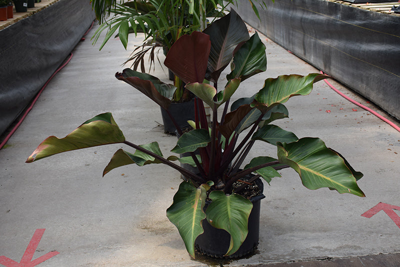 12" Philodendron Rojo Congo