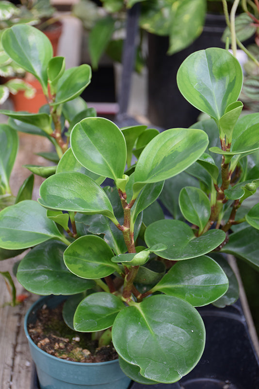 4" Peperomia Lemon Lime