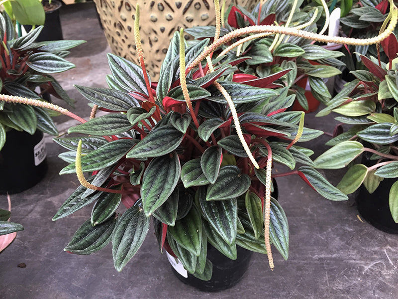 4" Peperomia Rosso