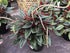 4" Peperomia Rosso plant photo