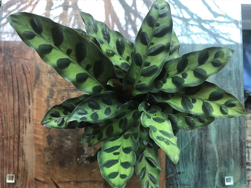 4" Calathea Lancifolia plant photo