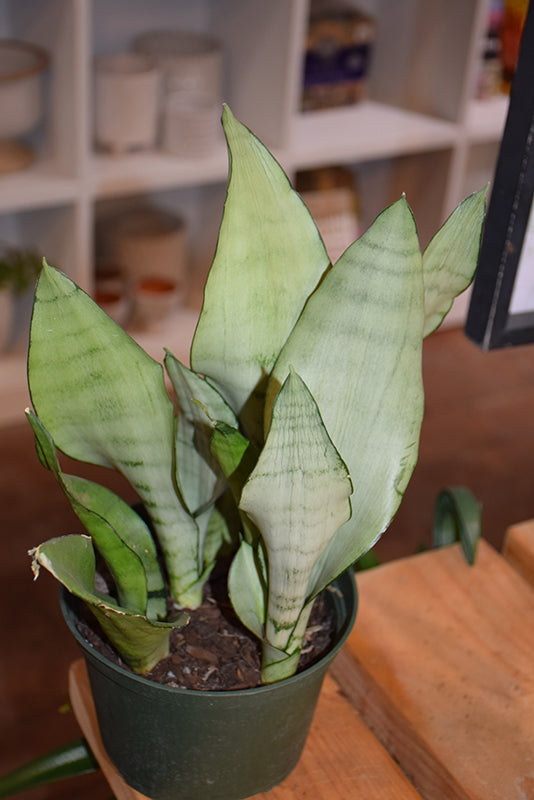 6" Sansevieria Moonshine