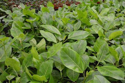 10" Ficus Altissima Yellow Gem