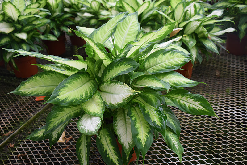 8" Dieffenbachia Camille