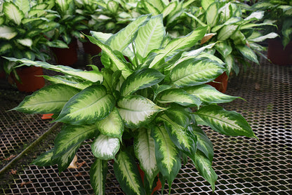 8" Dieffenbachia Camille