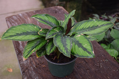 4" Calathea Beauty Star
