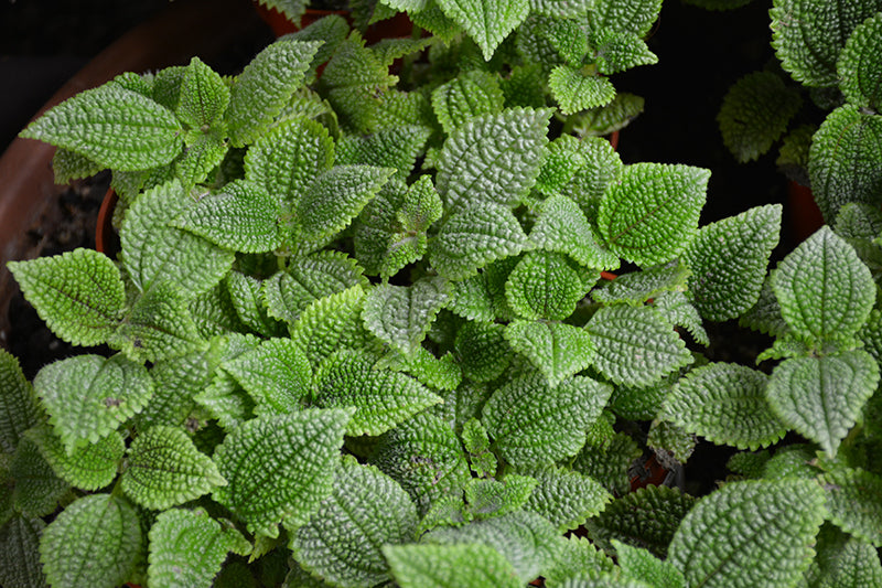 4" Pilea Mollis Moon Valley