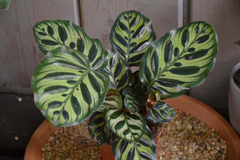 6" Calathea Peacock