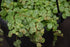 6" Peperomia String of Turtles plant photo