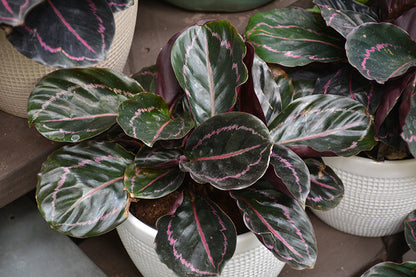 4" Calathea Dottie