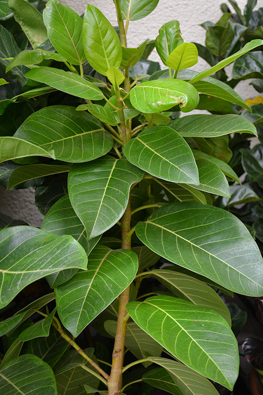 10" Ficus Altissima Yellow Gem