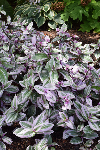 4" Tradescantia Nanouk
