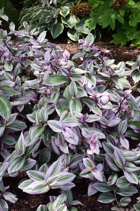 6" Tradescantia Nanouk plant photo
