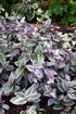 6" Tradescantia Nanouk plant photo