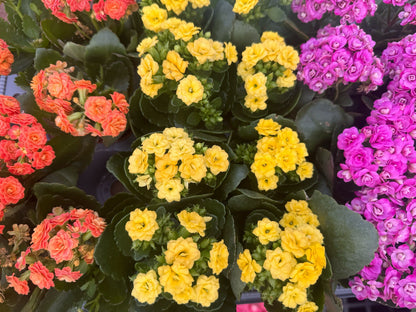 4" Kalanchoe