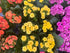 2" Kalanchoe plant photo