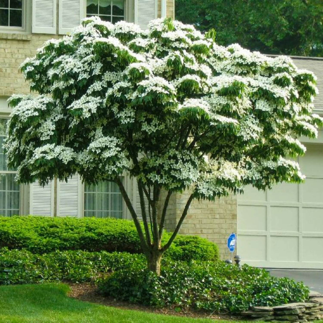 Dogwood &