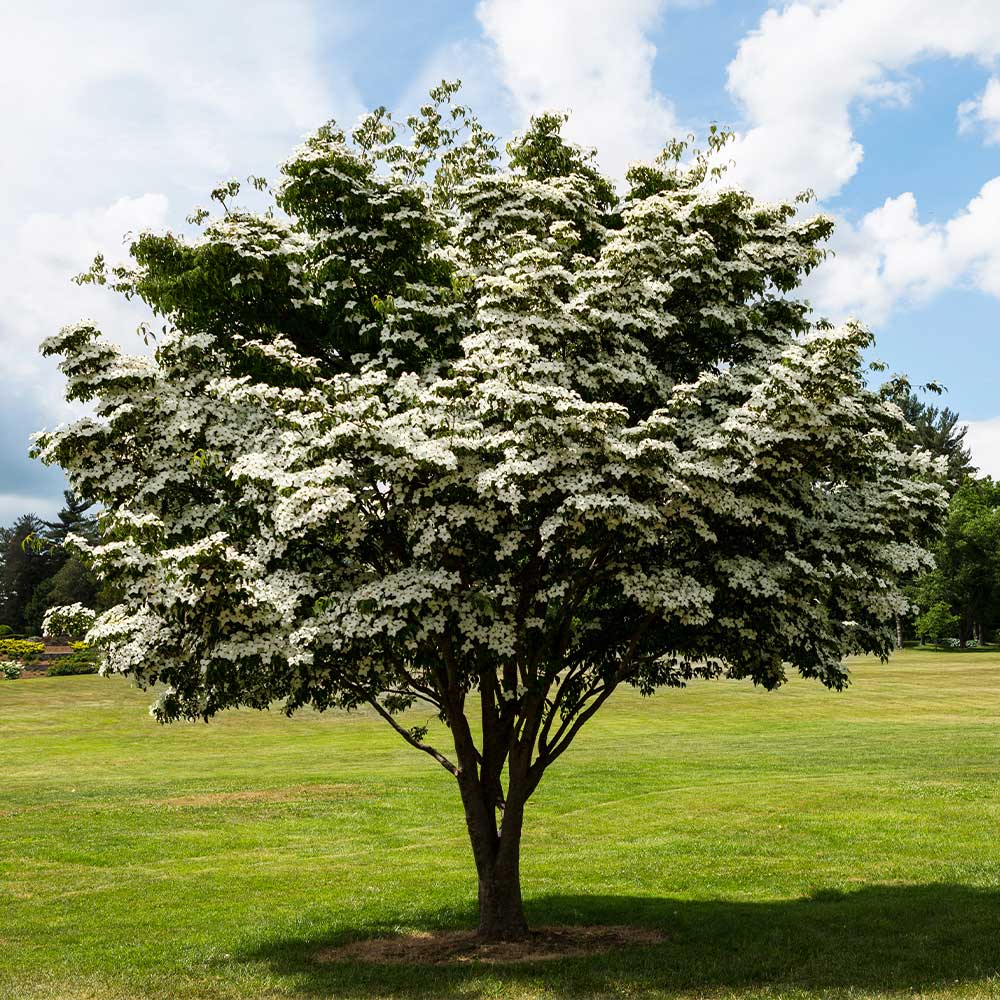 Dogwood &