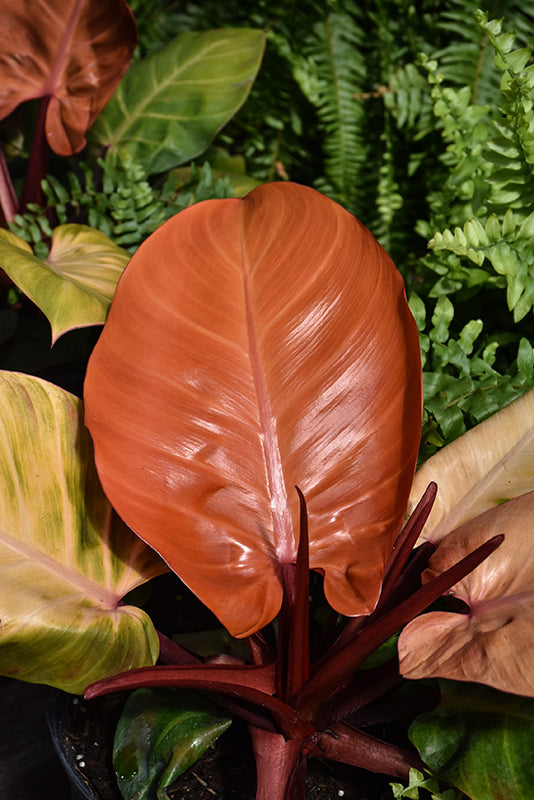 4" Philodendron McColleys Finale