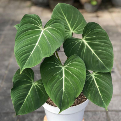 6" Philodendron Gloriosum Zebra plant photo