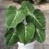 6" Philodendron Gloriosum Zebra plant photo