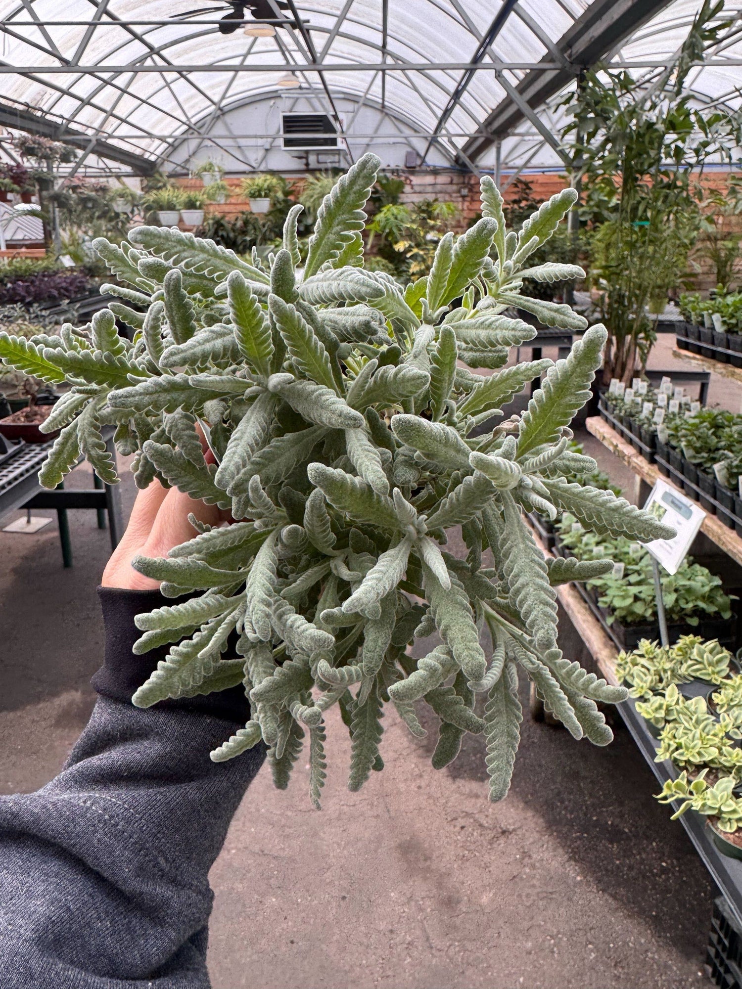 6" Lavender Goodwin