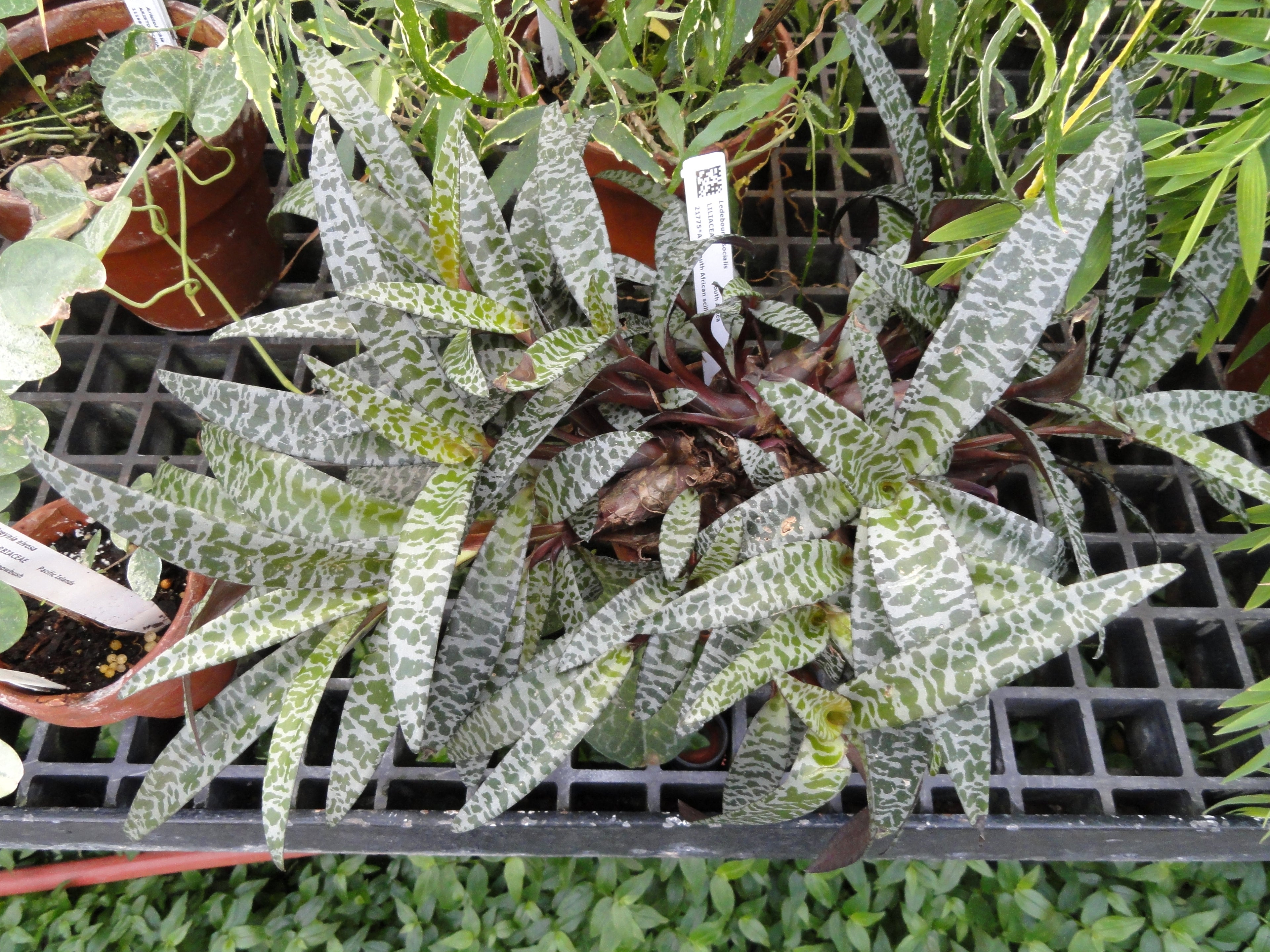 4" Silver Squill plant photo