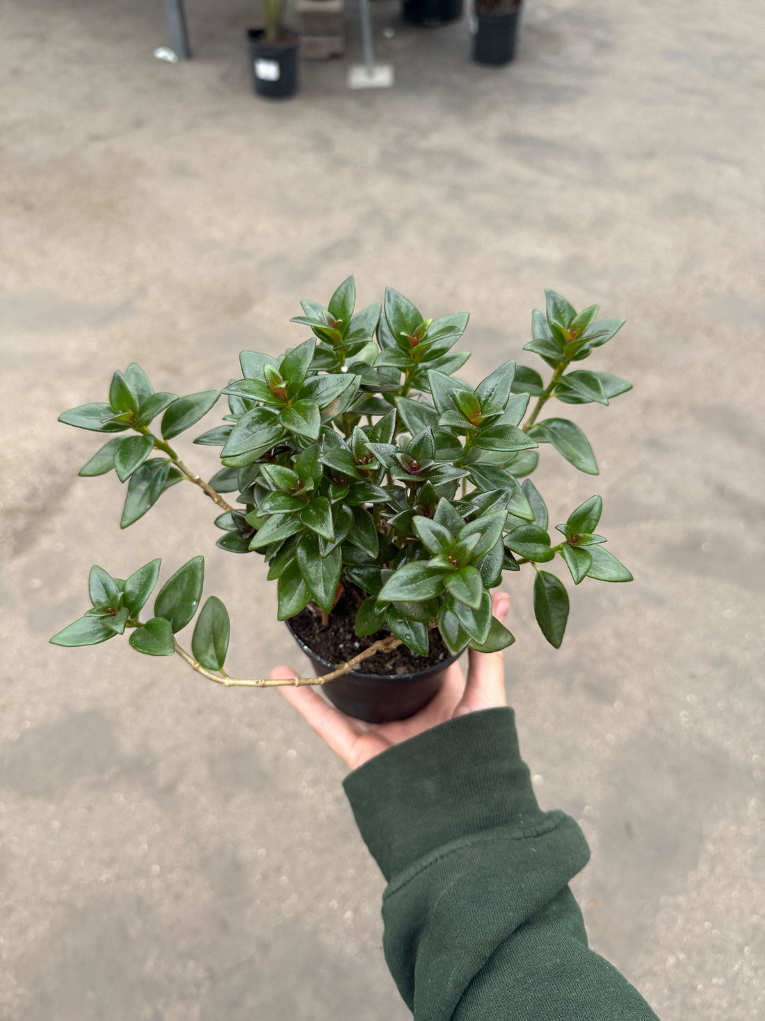6" Lipstick Plant