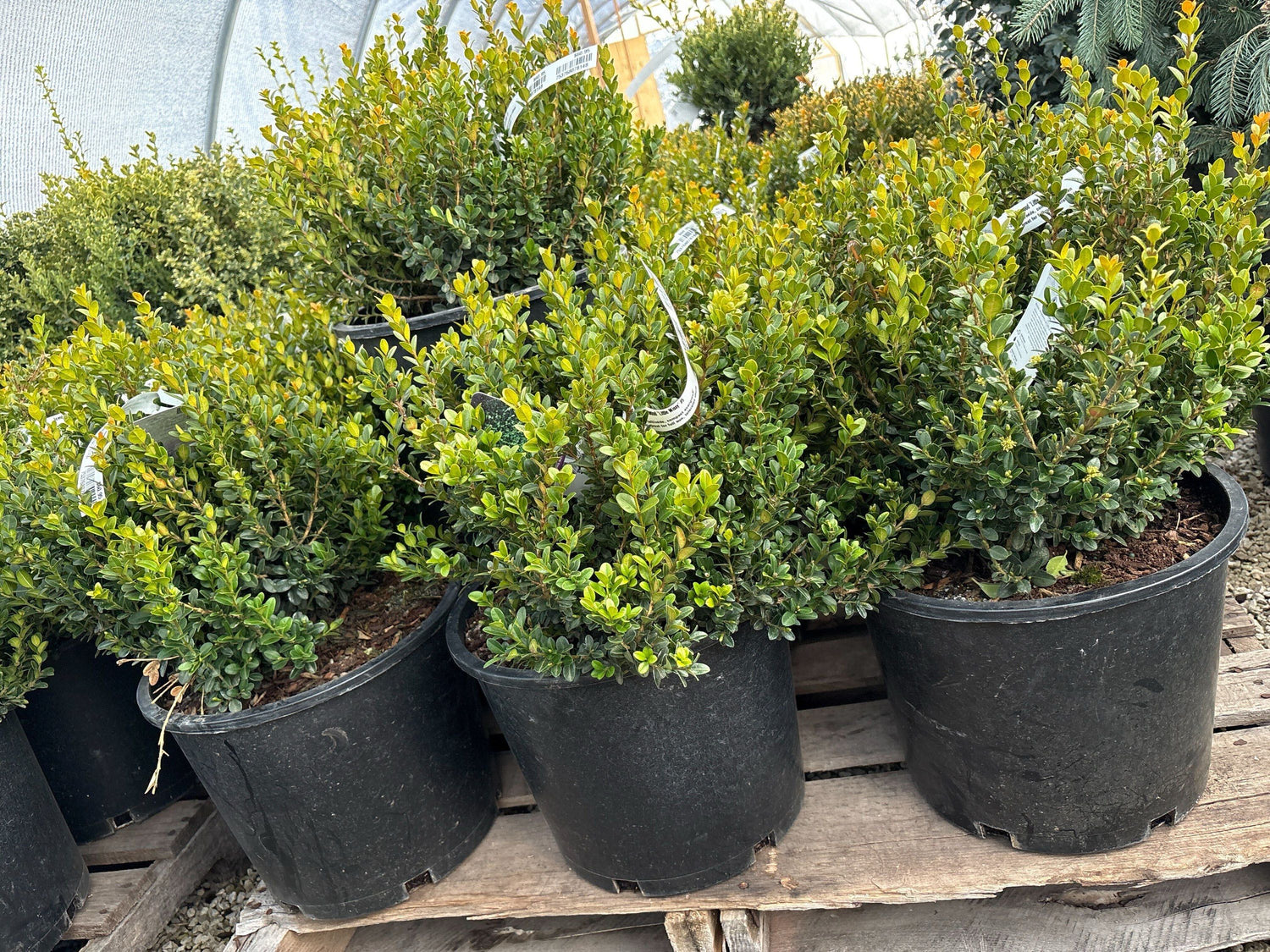 Boxwood &