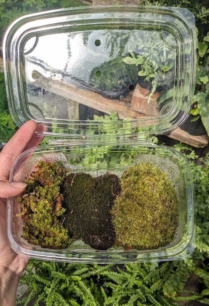 Live Moss
