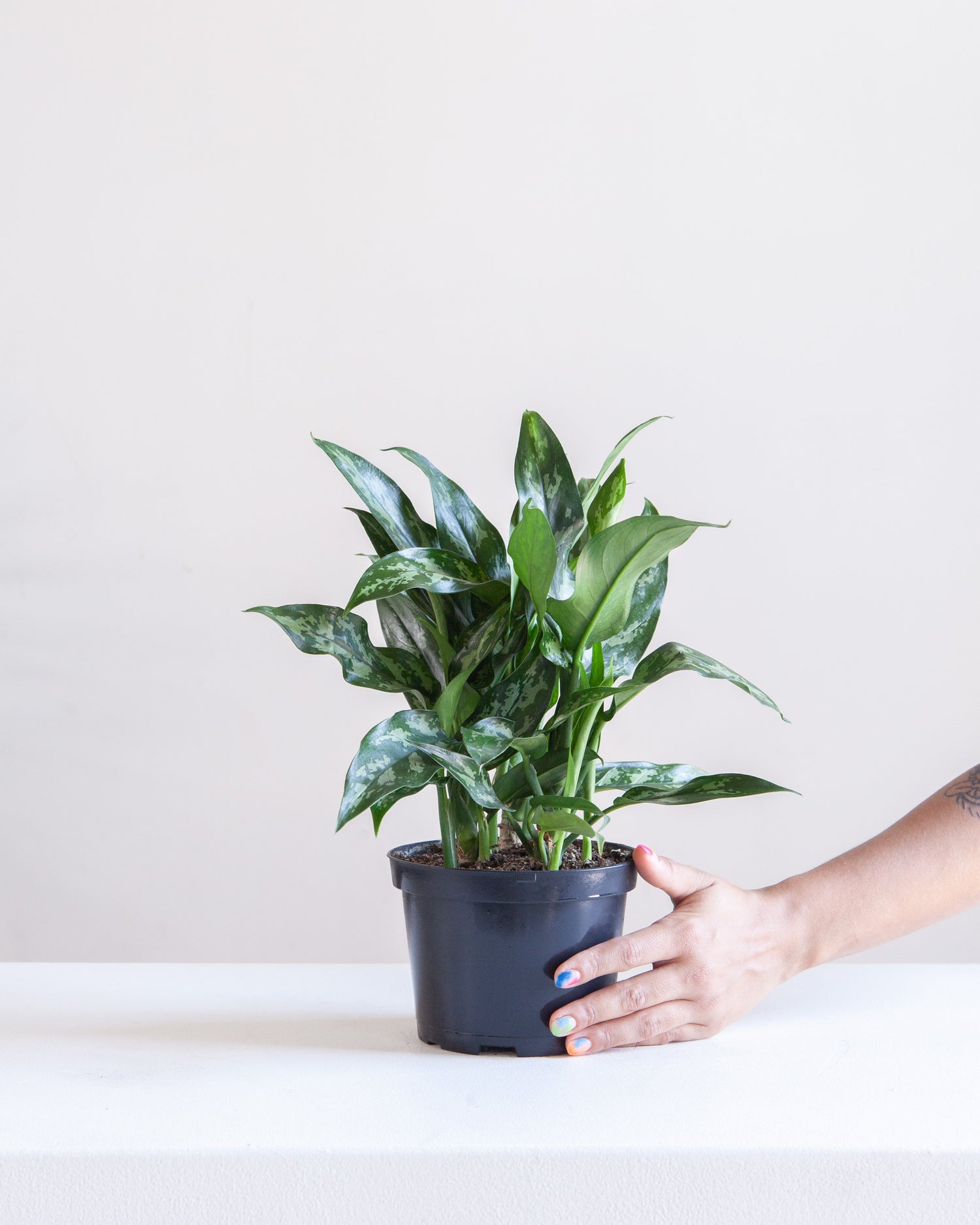 6" Aglaonema plant photo